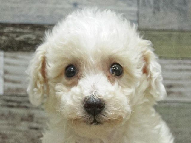 長野県のハーフ犬 (ペッツワン塩尻店/2024年2月9日生まれ/女の子/ホワイト)の子犬